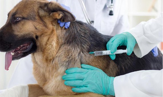 Прививки для собак и вакцинация